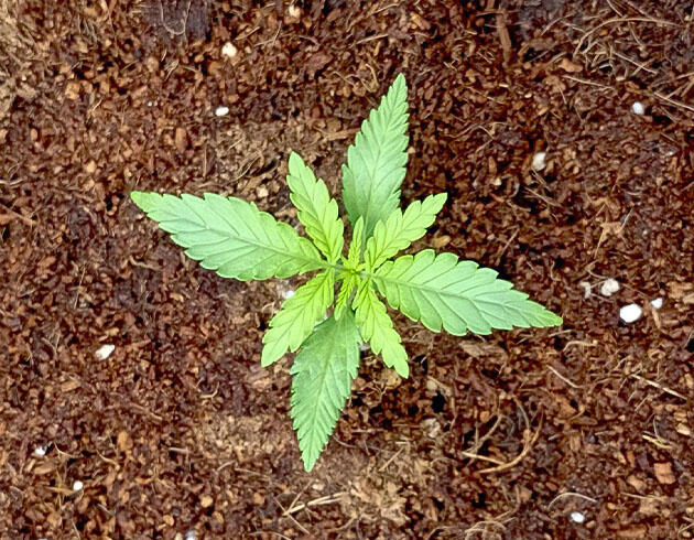 Состав удобрений для марихуаны Растишка White Widow Auto от FastBuds на 2 неделе
