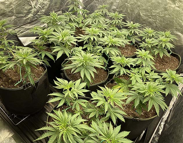 Выращивание сорта Liberty Haze Растение Liberty Haze на 5 неделе выращивания