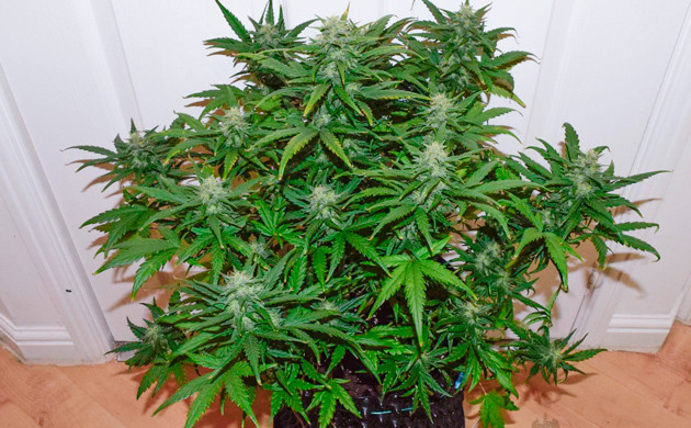 Пятна на листьях