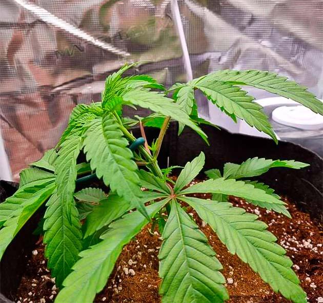 Куст Strawberry OG Cookies R1 на 5 неделе развития