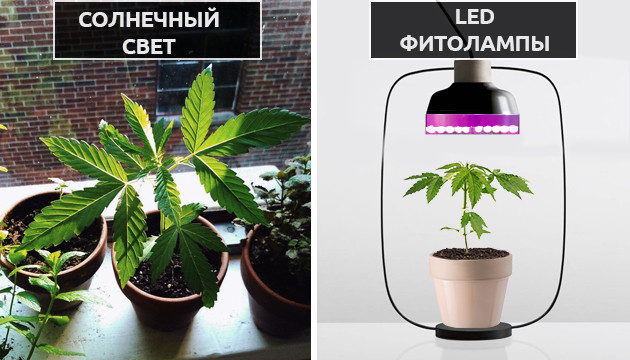 Солнце и лампы для освещения конопли