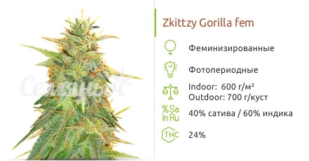 Zkittzy Gorilla от Original Sensible Seeds