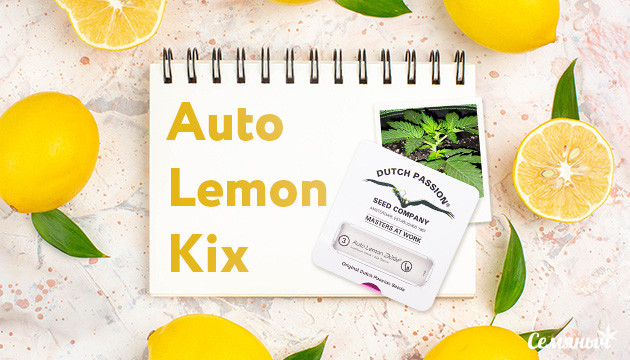 Выращивание сорта Auto Lemon Kix fem от Dutch Passion
