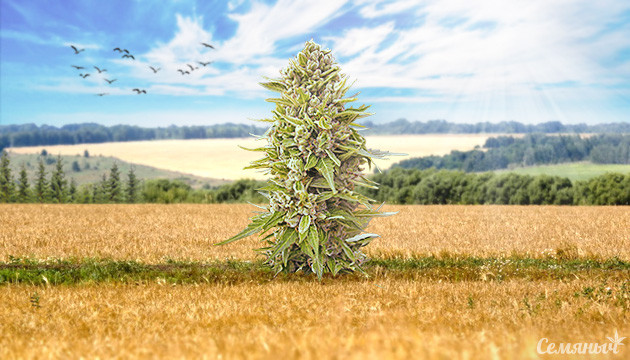 Сорта марихуаны для выращивания в центральных регионах Сорта для аутдора в Центральной части РФ