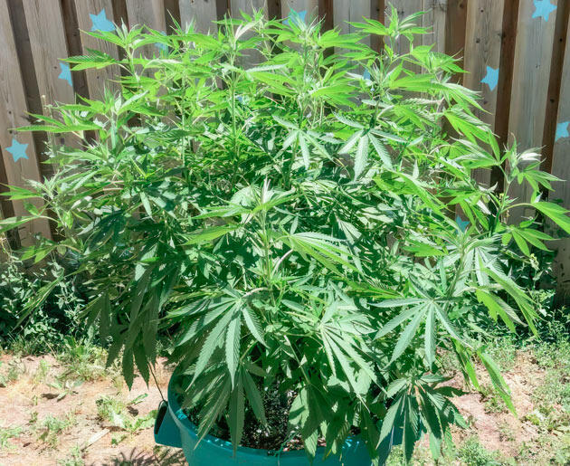 Куст Jack Herer на 8 неделе