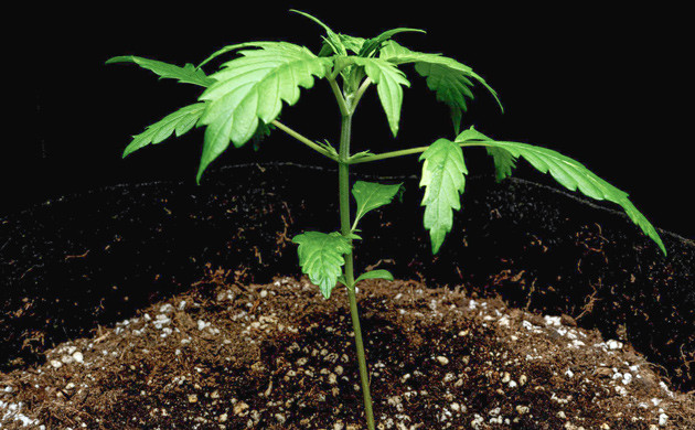 Вторая неделя выращивания Lemon AK