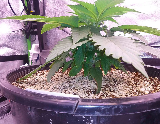 Куст Ethos Cookies R2 от Ethos Genetics на 3-4 неделе