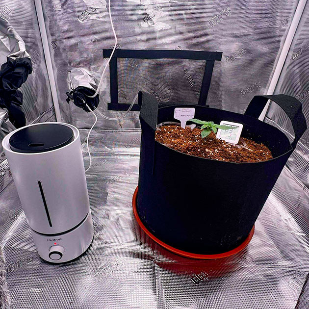 1 неделя выращивания марихуаны