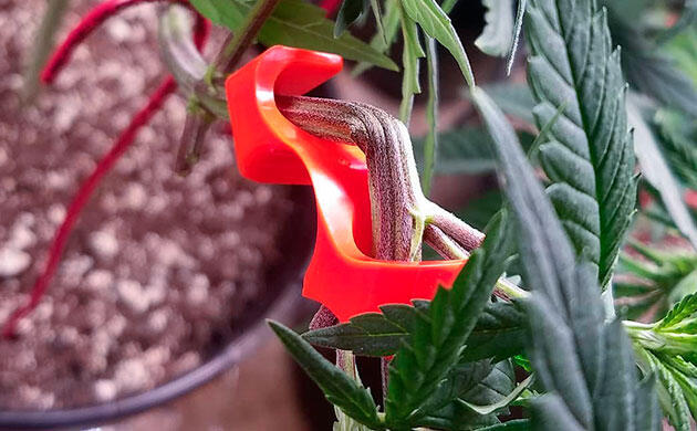 Формирование кроны с помощью LST-клипс