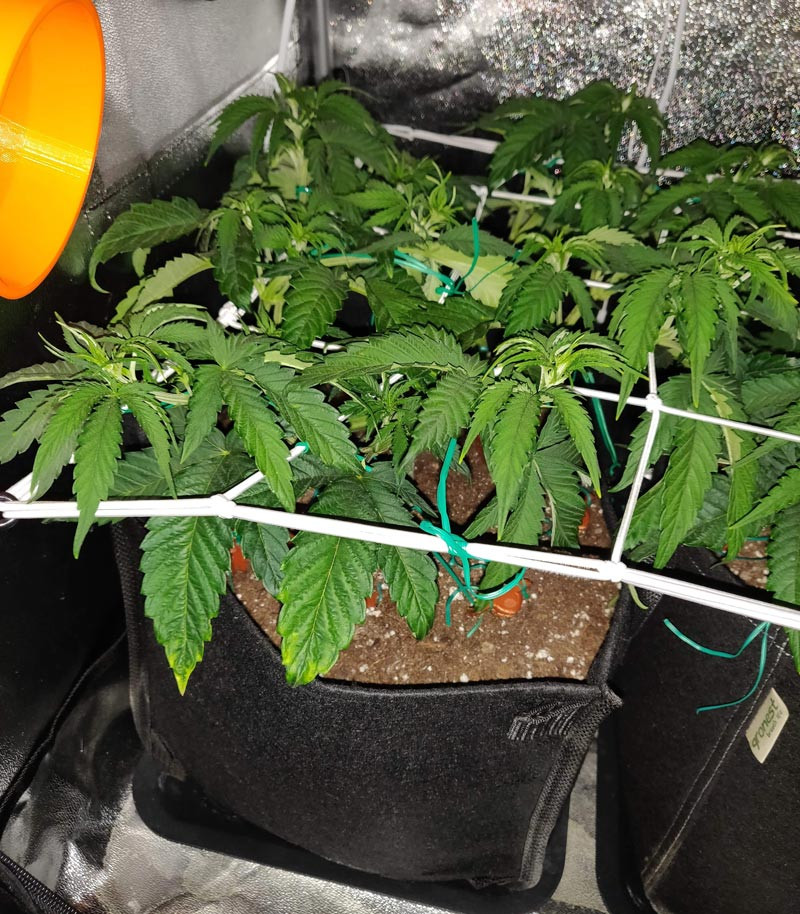 ScrOG сетка
