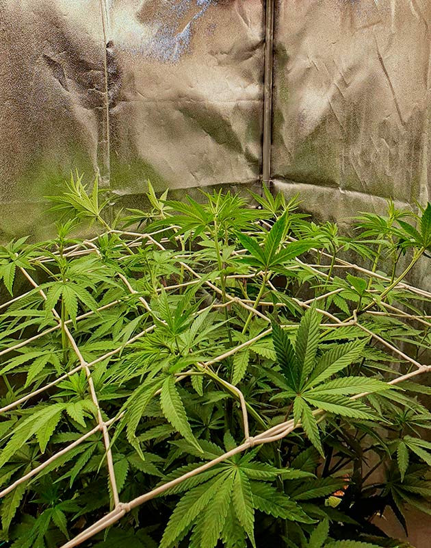 Куст Planet of the Grapes RBX на 8 неделе выращивания