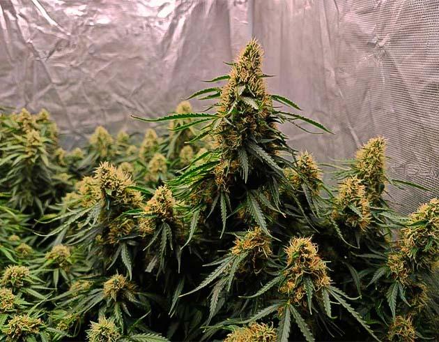 Цветение марихуаны Куст Z-Up Auto от FastBuds на 9 неделе