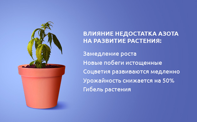 Выращивание конопли при нехватке азота