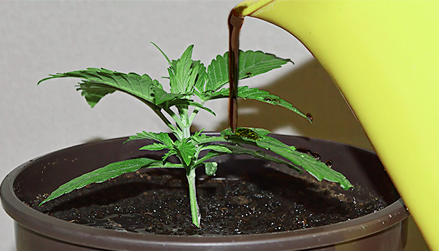 Полив конопли кофейной гущи