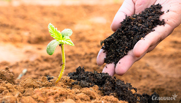 Органические удобрения для улучшения урожайности каннабиса