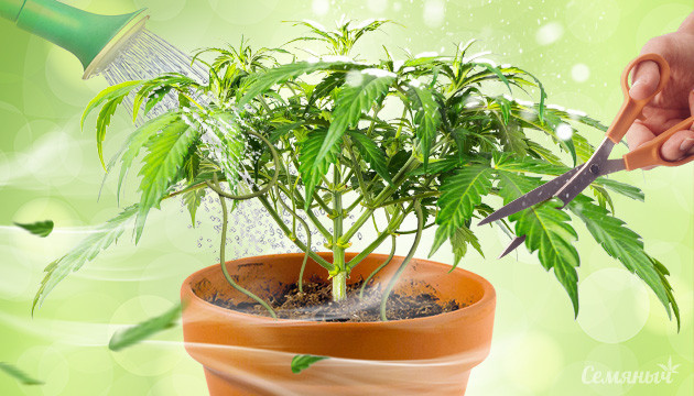 Влияние стресса на коноплю