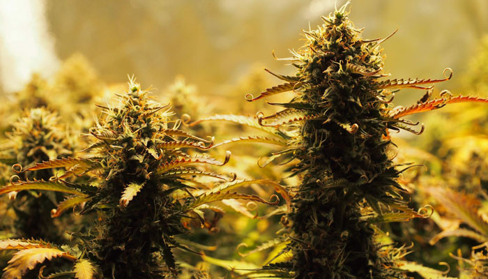 Соцветие Jack 47 Auto перед харвестом