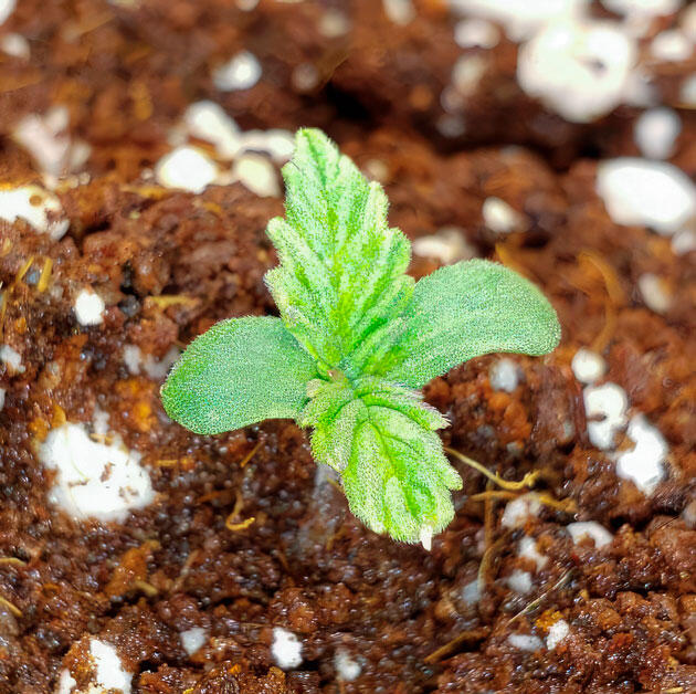 Проращивание Northern Lights 10 of 10