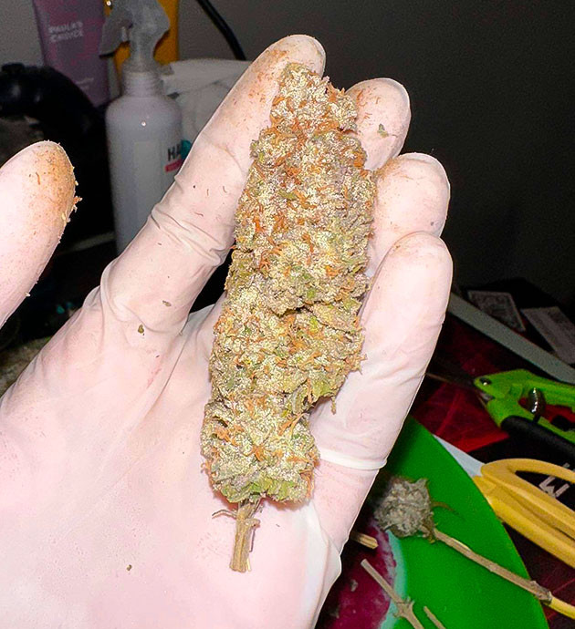 Сбор урожая и впечатления гровера Харвест