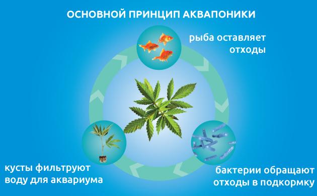Аквапоника: как устроена система, принципы и методы работы
