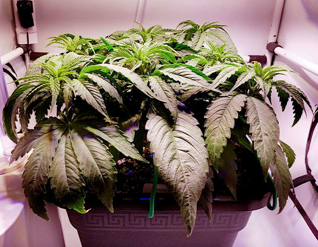 Конопля ростом 20 см