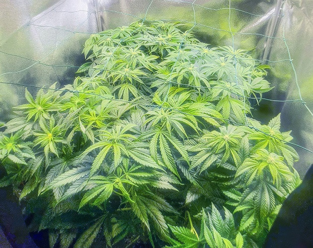 Стимуляция цветения сорта Biscotti Mintz