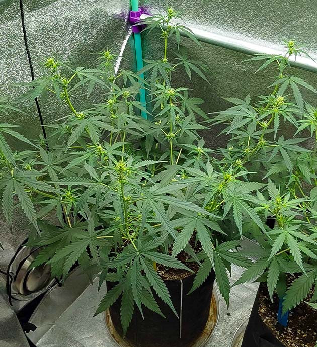 выращивание сорта конопли Mimosa Cake Auto