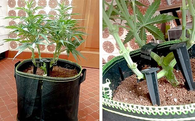 Пятна на листьях конопли и состав удобрений Куст White Widow Auto от FastBuds на фазе цветения