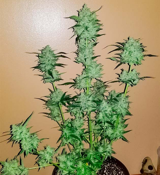 предхарвест кустов Original Auto Sour Diesel