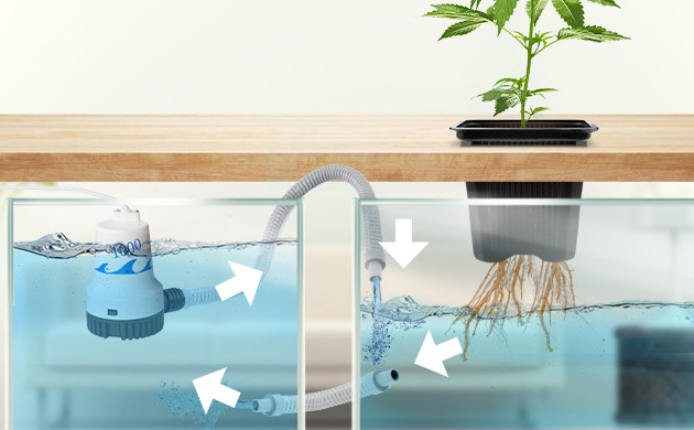 Каннабис в питательном растворе гидропоники Корни растения в гидропонике