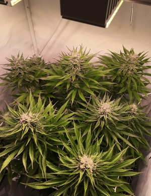 Смена цвета листьев на 9 неделе выращивания