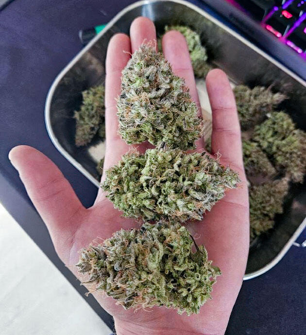 Общие впечатления о грове сорта Lemon Cherry Gelato Auto R3 Созревшие шишки сорта Lemon Cherry Gelato Auto R3
