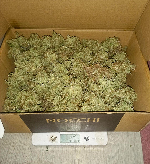 Собранные шишки конопли