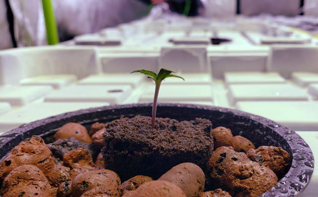 Росток LSD Auto