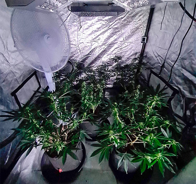 Кусты конопли на 8 неделе выращивания Пять кустов Gorilla Cookies Auto в гроубоксе