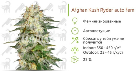 Afghan Kush Ryder auto от World of Seeds
