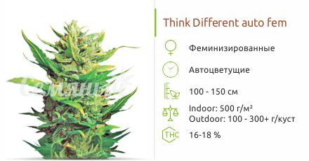 Think Different Auto от Dutch Passion