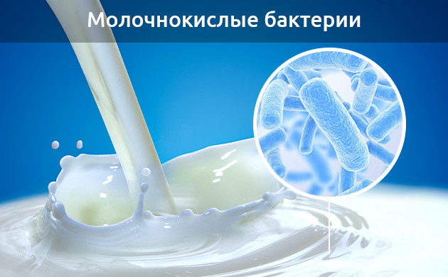 Полезные микроорганизмы Молочнокислые бактерии