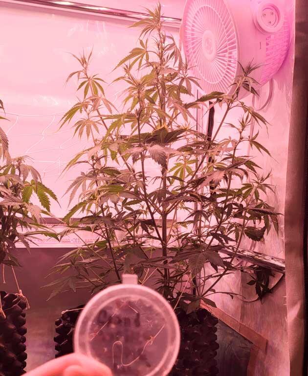 Ранний предцвет и стресс от перекорма 5 неделя роста Grand Gorilla Purple Auto от Семяныча