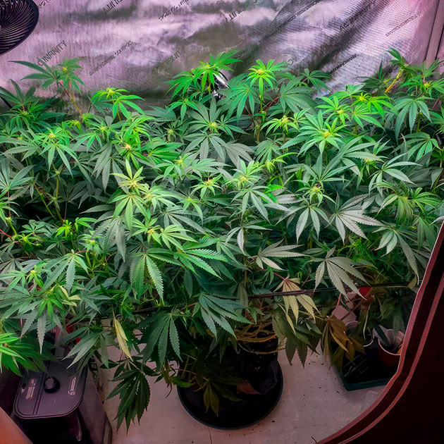 12 неделя роста каннабиса