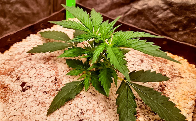 Тренировка куста Johnny Cage Auto Тренировка растения Johnny Cage Auto