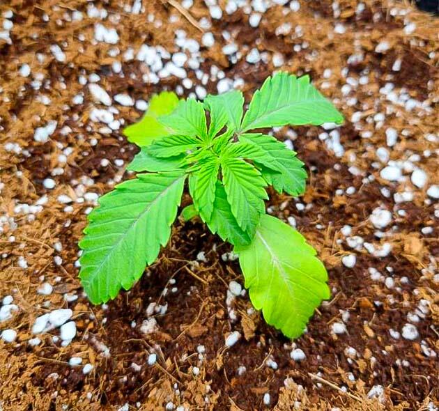 Растишка Strawberry OG Cookies R1 на 3 неделе выращивания