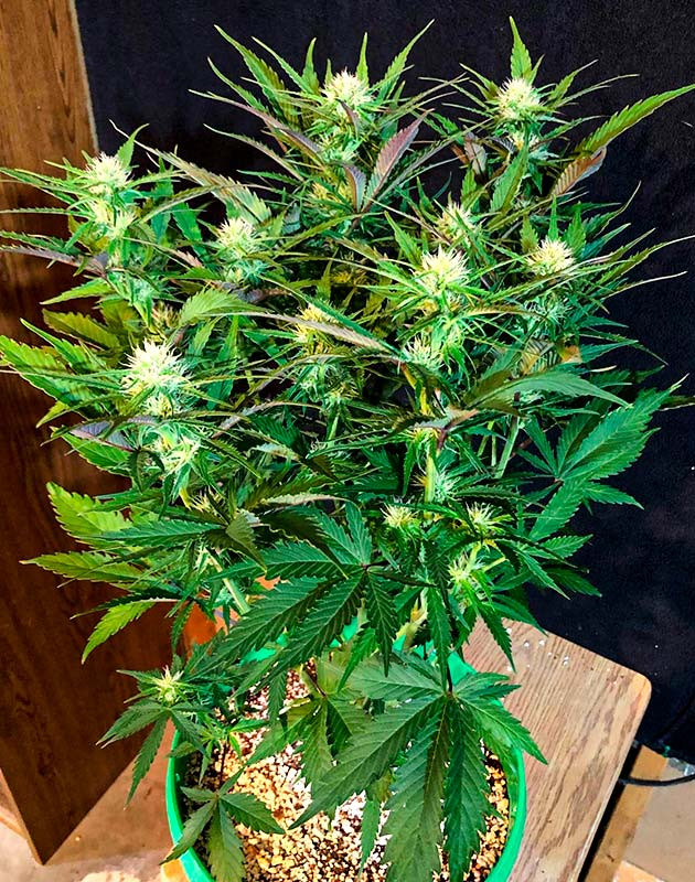 Соцветия Original Blueberry Auto на 7 неделе выращивания