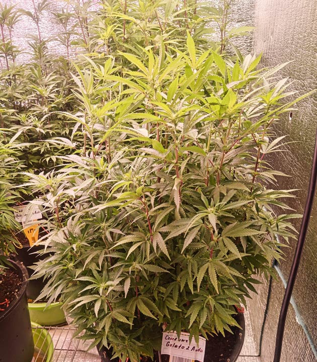 Куст Gelato 2 Auto от Семяныча на 5 неделе