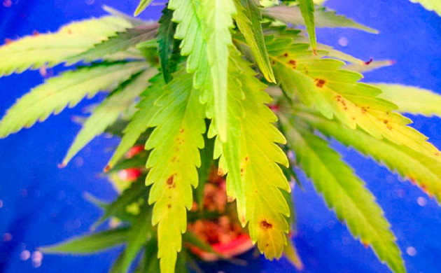 Ожог и световой шок листьев конопли Сухие листья конопли от избытка света