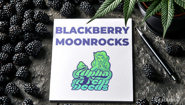Гроурепорт сорта Blackberry Moonrocks от сидбанка AlphaFem Seeds