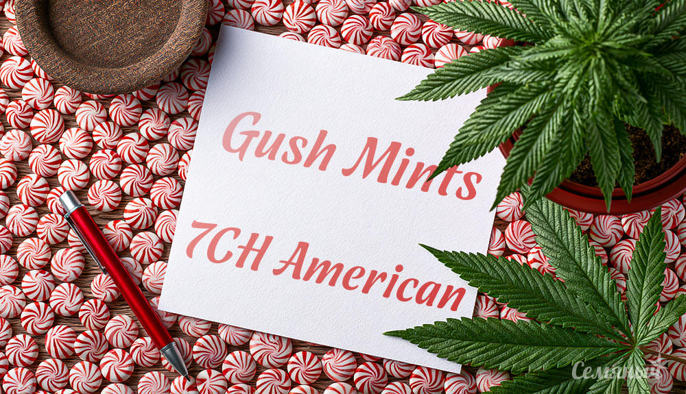 Гроурепорт сорта Gush Mints от 7CH American
