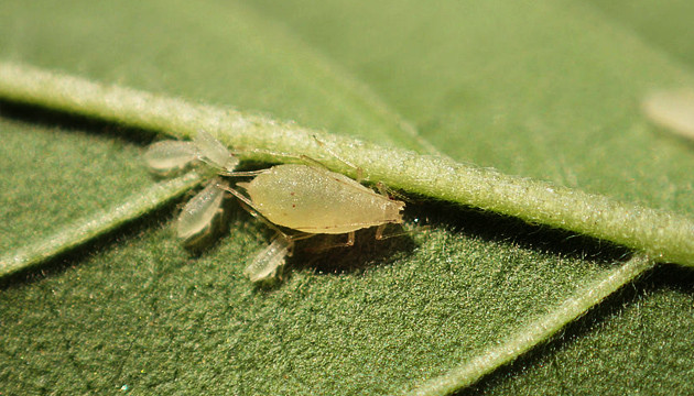 Как избавиться от тли Тля на марихуане