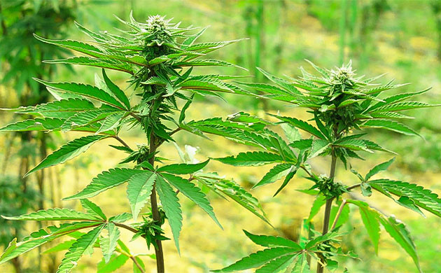 Хорошая генетика