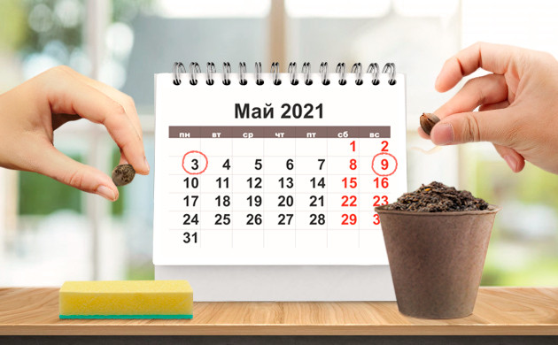 Проращивание и посадка семян каннабиса